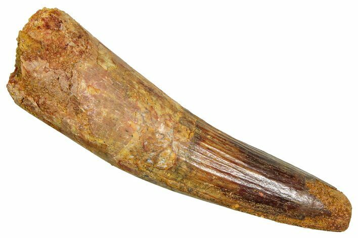 Fossil Spinosaurus Tooth - Feeding Worn Tooth #370731